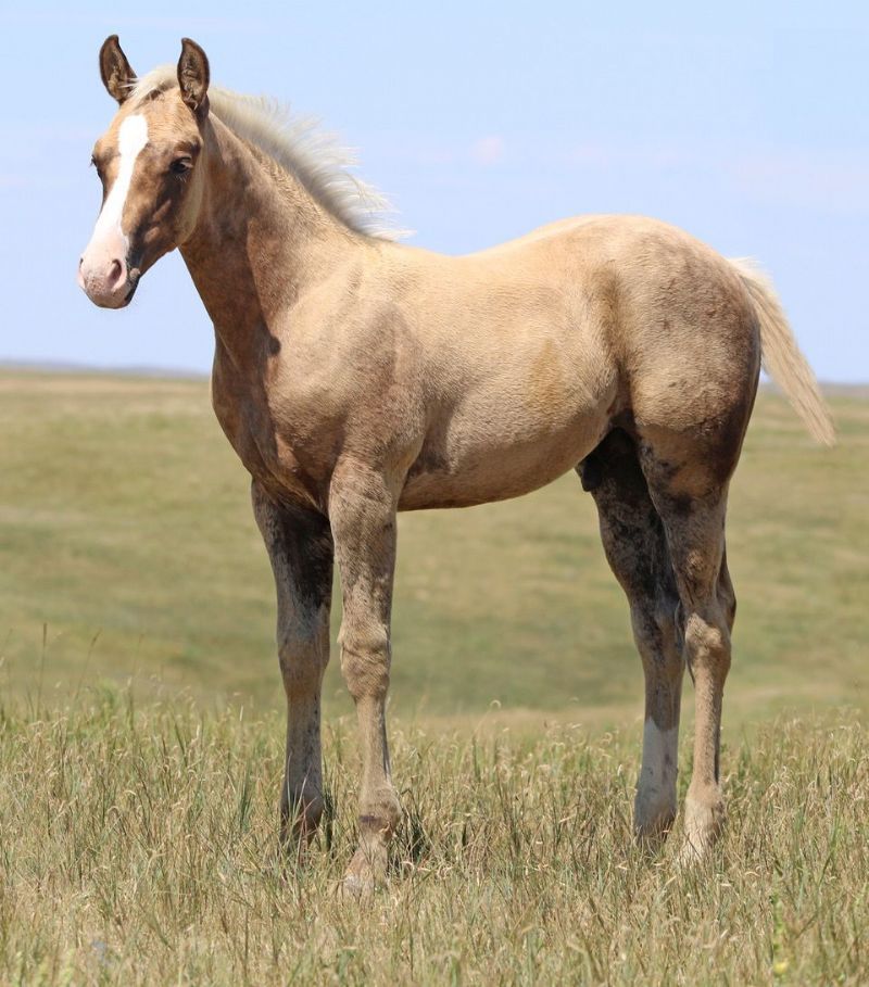 001 - Sandoc Wonder stud colt